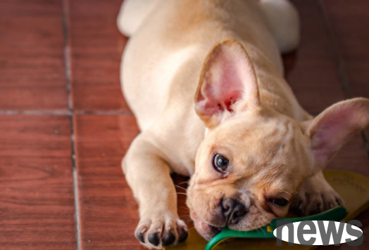 Do you need to squeeze out the pus in the dog’s wound? Come and have a look