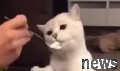 The owner invites the cat to eat ice cream, and the next second it opens its arms to make a flight: it tastes so delicious that it rises.