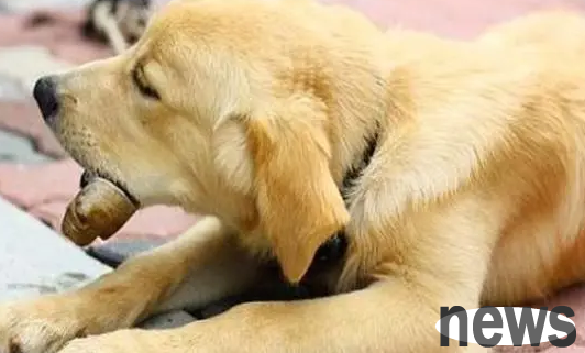 How do dogs judge calcium deficiency? Observation is important