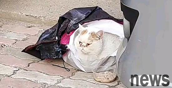 The precious Garfield cat squatted on the side of the road and 