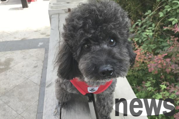 When the dog saw a customer coming, he was so excited that he wanted to act cute, but he ended up peeing all the customers!