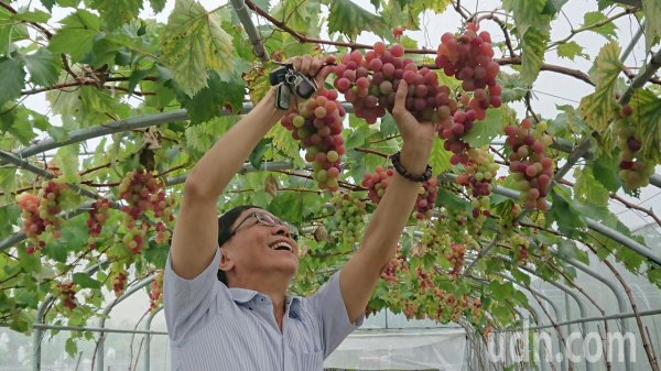 Don’t need too white powder to wash grapes. Grape experts teach secrets about 