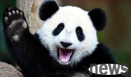 Western media commentary: China has done a great job in protecting giant pandas