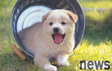 Come and learn: What is the reason why the dogs raised at home eat grass?