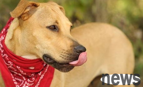 What should I do if my own dog and other dogs are fighting and my nose is bitten?
