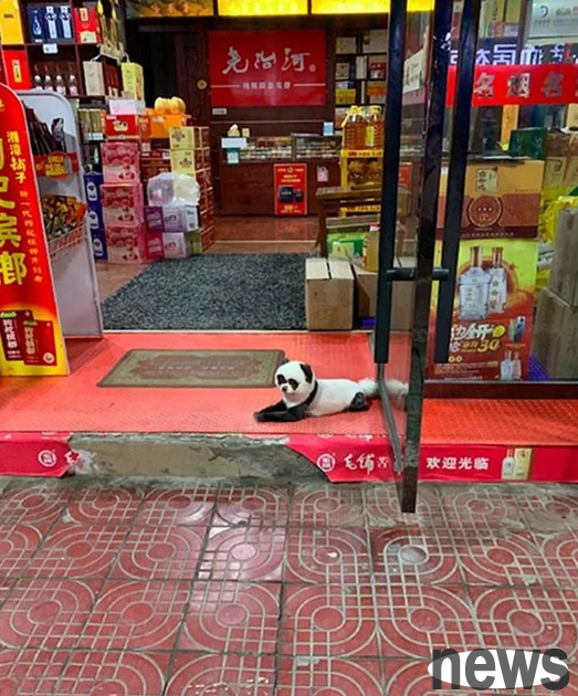 I looked at the giant panda from a distance, but when I looked closer, I realized that it was a dyed dog!