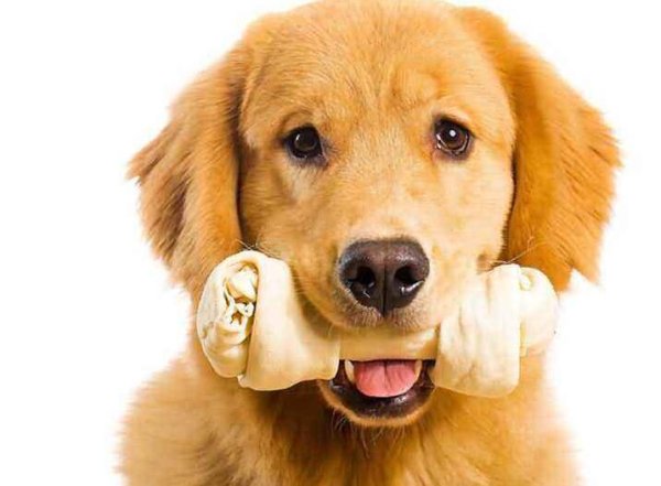 Do dogs need calcium and zinc supplementation? What to eat reasonably
