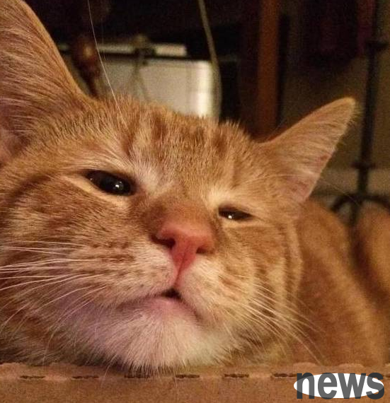 Because no one wants the orange cat, the shelter gave it an online 