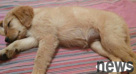 The abdomen is very prone to swelling and pain. What should I do if my puppies don’t defecate if they have a stomachache