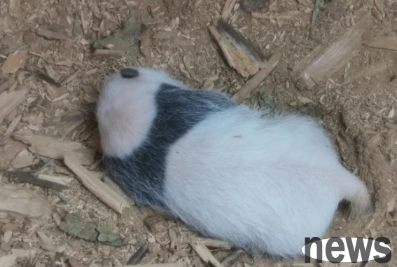 rare! After 4 years, wild giant panda cubs were found again in the same tree hole