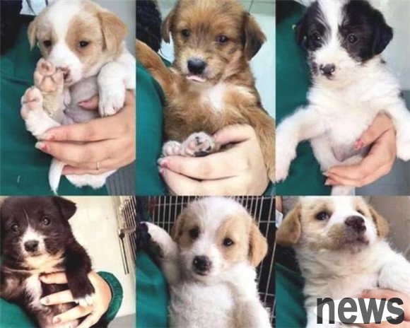 In fact, dogs that are not 
