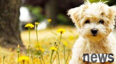 Dogs don’t have to be happy too early when they get too much food. You can take a look at it~