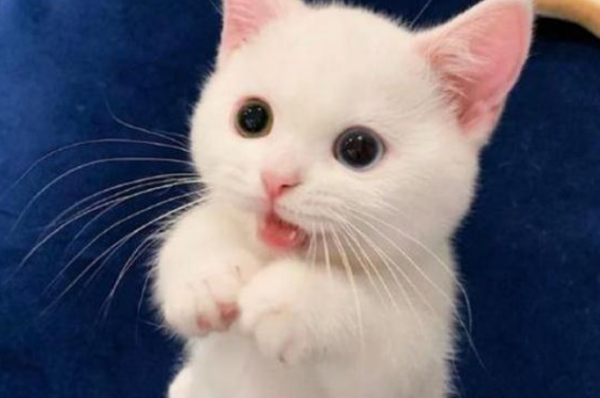 A white little cat is popular all over the Internet because of its high appearance. Netizens said: This cat is only available in the sky!