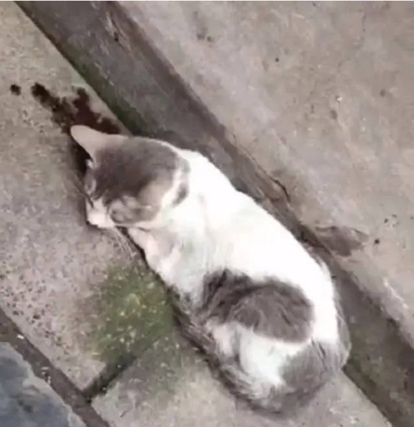 A stray cat was huddled in the corner of the wall, and it felt very uncomfortable after looking closer.