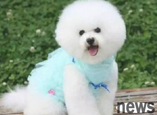How long should dogs be dewormed externally?