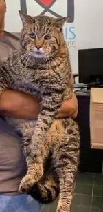 The entire process of fat cat breeding | How to raise a fat cat weighing 24.5 kilograms?