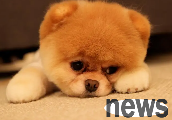 What happens if dogs are not spayed and stitched?
