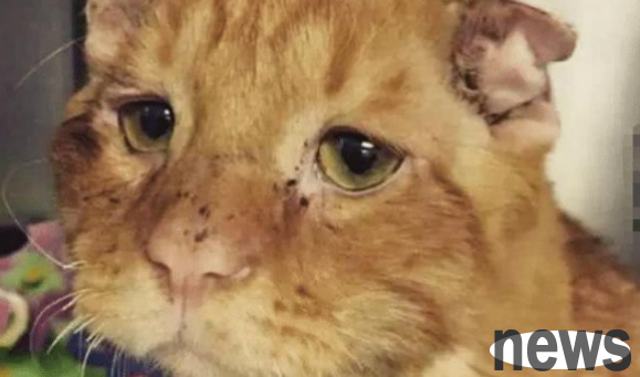 The orange cat was abandoned due to illness, and a kind-hearted person adopted it. After half a year, he looked at it and his appearance changed drastically.
