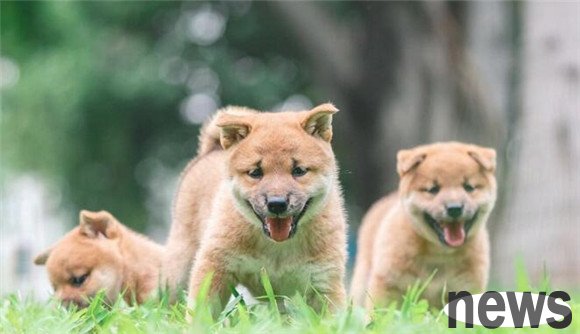 Here are some little secrets about raising dogs, just curiosity is right
