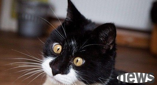 The cute kitten fell and turned into a cross-eye. The magical appearance caused discussion among netizens
