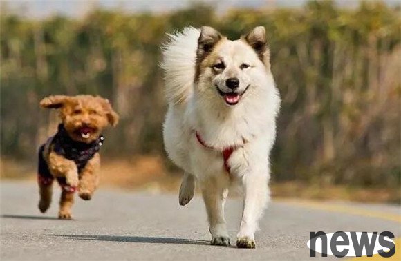 Do you need to sterilize your dog?