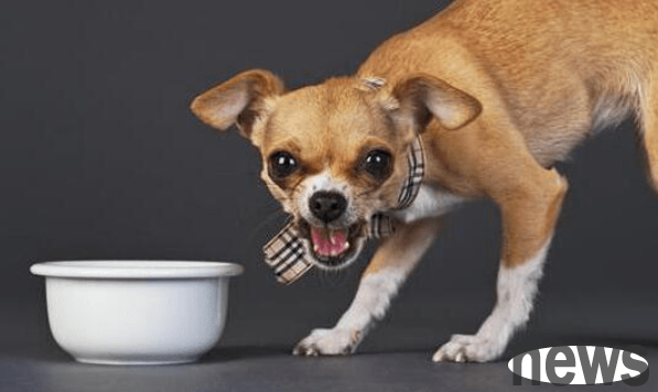 Those ingredients cannot be eaten by dogs? 27 kinds of things that dogs cannot eat