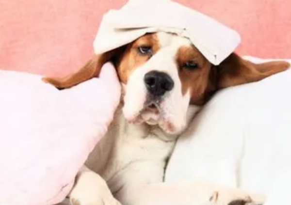 Dogs are most likely to catch colds in autumn, so they must take good care of them~