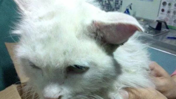 Cats have swollen ears, don t save money