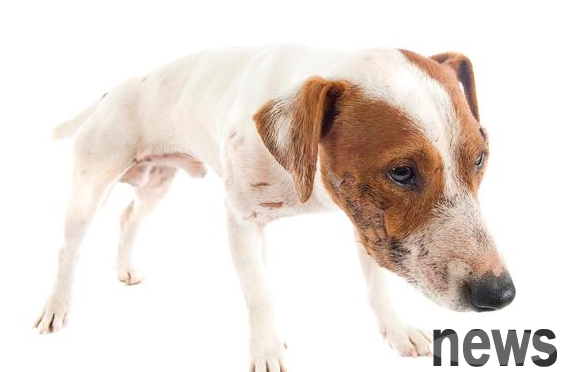 Can dogs take medicines that people take for arthritis? Come and have a look