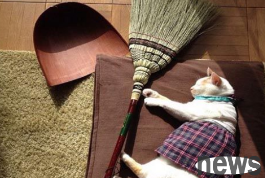Cat slaves love to dress up cats, and behind them is the slave’s love!