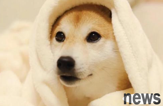 How to treat canine eye disease? Come and find out
