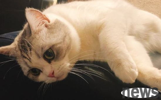 [Scientific Cat Raising Guide] How to scientifically feed cat goat milk powder?