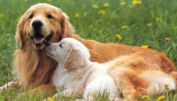 What do you know about unpopular dogs?