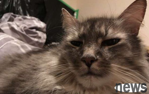 The cat steals clothes every night and goes home with a cat slave.