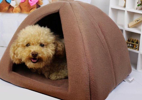 Why do dogs like to sleep on wooden floors in winter?