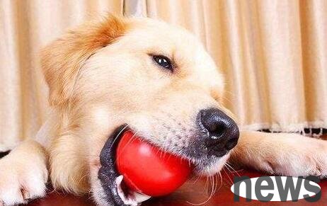 What should I eat to reduce the fire when a dog gets angry?