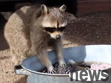 Can raccoons eat cats | Are raccoons cute in washing clothes? This guy eats your cat every minute!
