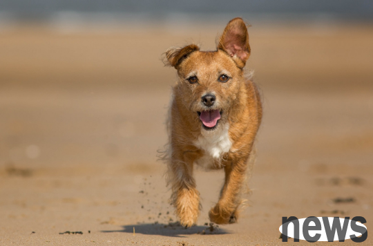 Why does one dog bark and other dogs bark when they hear it? This is probably the reason!