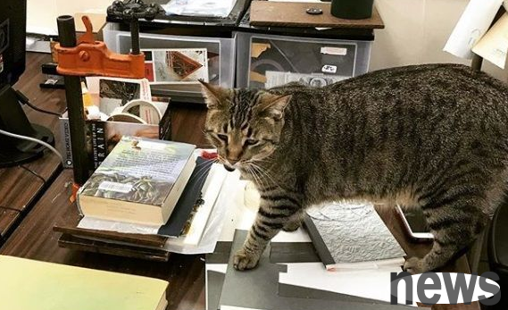 Lucy, the tabby cat in the library, works hard and cute. She can work hard.
