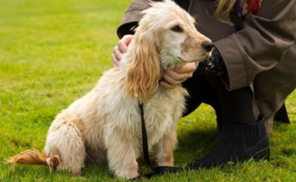 Things to note about elderly puppies, come and see!
