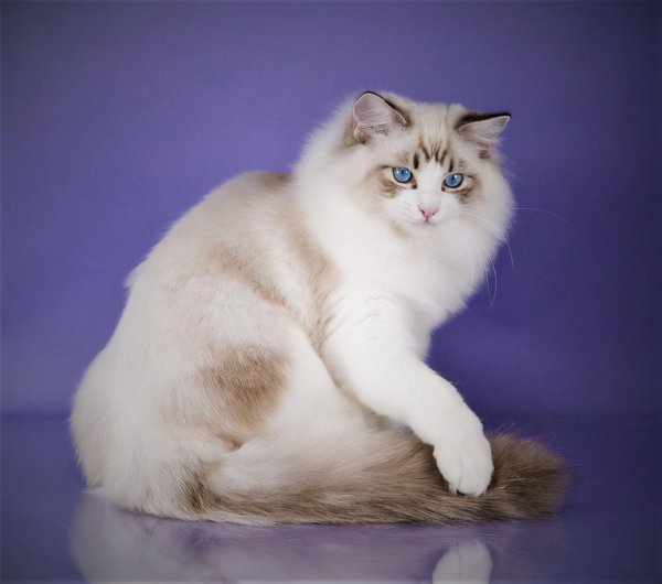 The thoughts of senior cat owners: Novice should pay attention to these issues, otherwise it will harm the cat