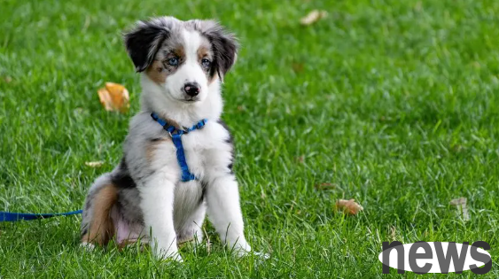 What are the ways to fix the fracture of a dog?