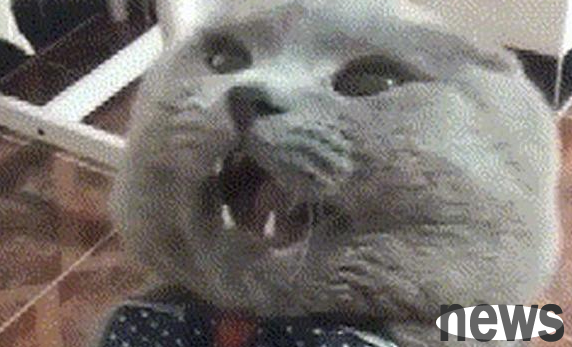 The blue cat started to be fierce and fierce, super invincible and cute. Cat: I am super fierce!
