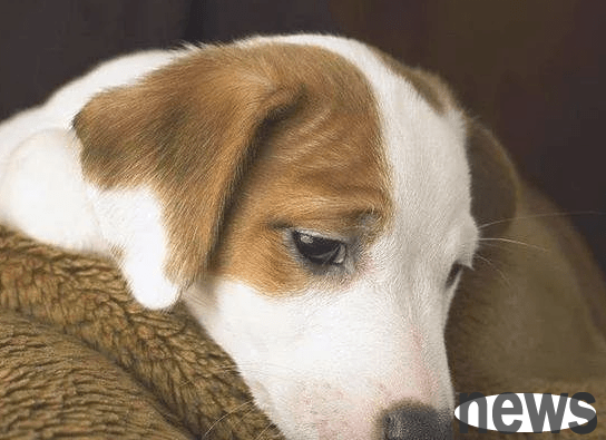 Dogs are unwilling to move, so you don’t have to worry about these reasons.