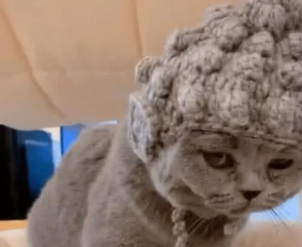 A woman was fostering her cat at her mother s house on a business trip. She came back to pick up the cat a week later. She was stunned when she opened the door.