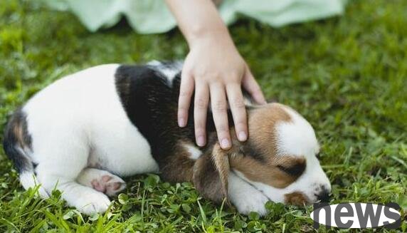 If you want to enhance your relationship with your dog, you can touch these 5 parts of it besides feeding.