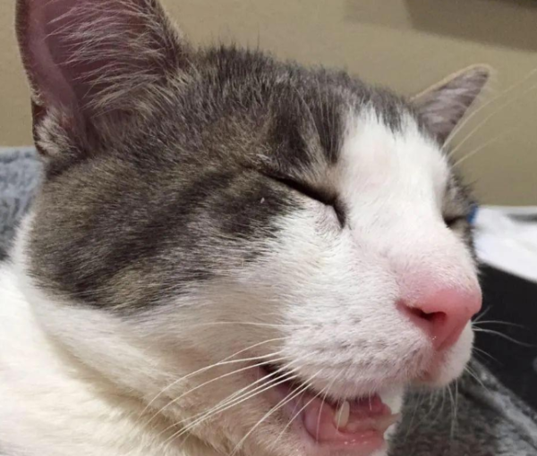 After a cat was abused, it counterattacked and became an inspirational internet celebrity
