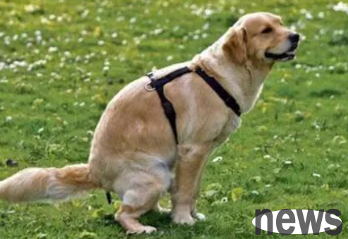 What is the reason why a dog doesn’t poop? Let’s take a look today!