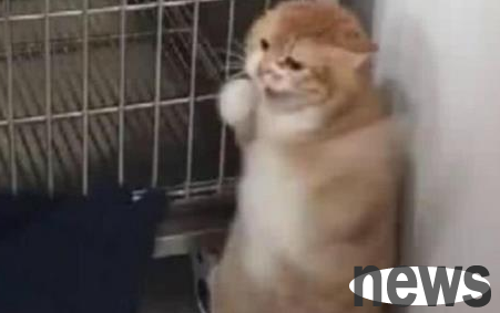 The owner took the cat for sterilization, but the doctor politely refused. After knowing the reason, the owner was amused and laughed!