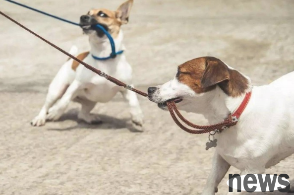 Does the dog tug of war or pounce on a person while walking a dog indicate that the dog wants to become a 